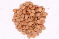 Shareen / Albizia / Lebbeck Tree Seeds High Germination Rate. 