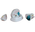Human Anatomy Brain Model 3 parts | Brain Teaching Model | Anatomy Model. 