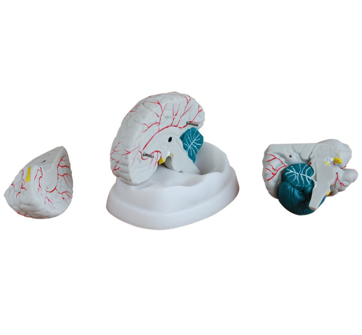 Human%20Anatomy%20Brain%20Model%203%20parts%20%7C%20Brain%20Teaching%20Model%20%7C%20Anatomy%20Model%20-%20Image%202