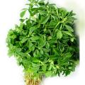 Methi Saag K Beech | Fenugreek Seeds Large | Organic & Fresh Garden Seeds. 