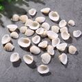 Small Sea Shell White Ocean Scallop Natural Sea Shells Mini Seashells, Approximate Size : 1 x 0.9 x 0.4 Inches. 