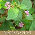 Indiveda Organic Punarnava (Boerhavia diffusa) Powder for Supporting Health,   300gm. 