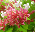 Original Sehra Bail Small Plant. 