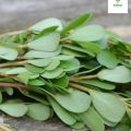 Kulfa Saag Seeds (Green Vegetable Seeds- Premium Quality). 