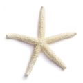 White Starfish Five Fingers For Decoration, Art And Craft, Approximate Size : 3.2 x 2.9 x 0.3 Inches. 