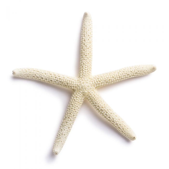 White Starfish Five Fingers For Decoration, Art And Craft, Approximate Size : 3.2 x 2.9 x 0.3 Inches