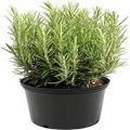 Rosemary Seeds F1 Herb seeds For Winters BY HK DEALER. 