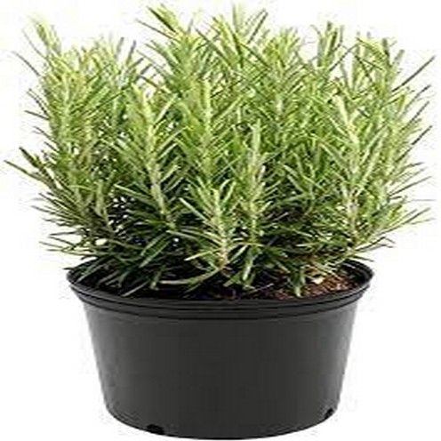 Rosemary Seeds F1 Herb seeds For Winters BY HK DEALER