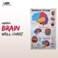Human Brain Wall Chart for Classroom and School Decoration | HD Pictures Presentation on 200 grams laminated card 23*36 inches. 