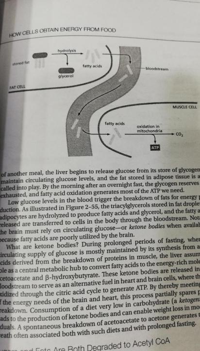 Molecular%20Biology%20of%20the%20Cell%206th%20Edition%20by%20Bruce%20Alberts%20-%20Image%208