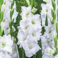 Gladiolus White flower bulb, 3 fresh bulb imported from Holland. 
