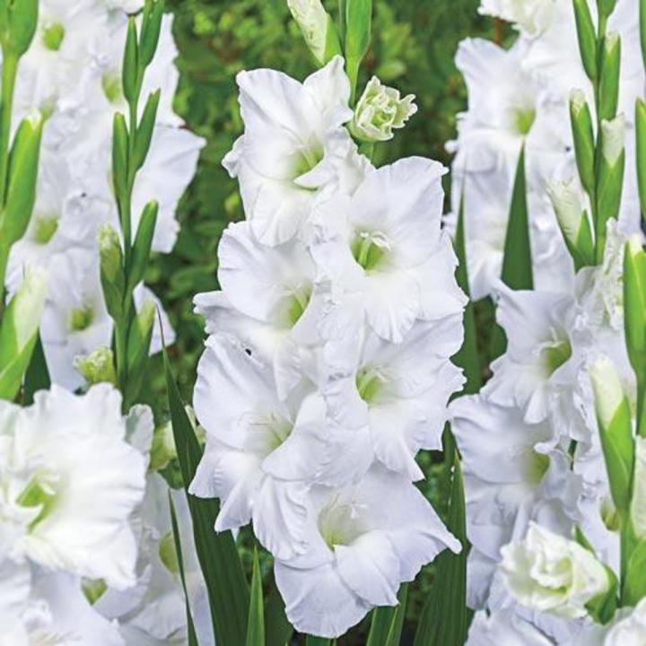 Gladiolus White flower bulb, 3 fresh bulb imported from Holland