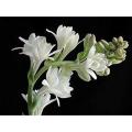Tuberose flower bulbs NOT SEEDS PACK OF 40 BULBS BY HK DEALER. 