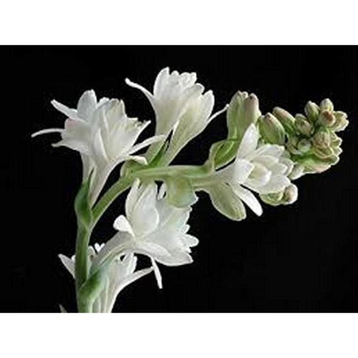 Tuberose flower bulbs NOT SEEDS PACK OF 40 BULBS BY HK DEALER
