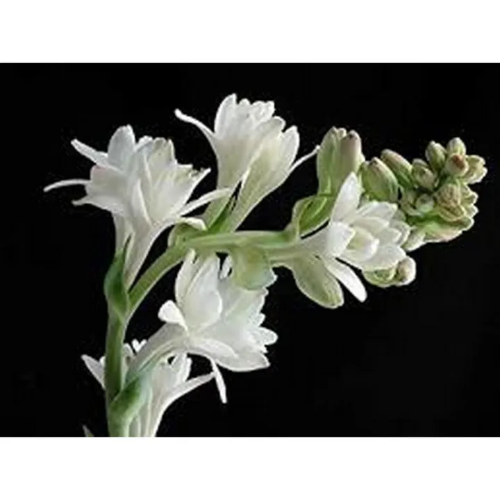 Tuberose flower bulbs NOT SEEDS PACK OF 40 BULBS BY HK DEALER