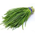 Garlic Chives Seeds Home Kitchen Gardening Vegetable Seeds. 