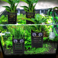 Fish Tank Hydroponic Box Hydroponic Box Aquarium Plant Holder with Hooks Suction Cups Easy to Hang Improves Water Circulation Aquarium Planter with Suction Cups. 