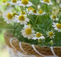 Chamomile / Matricaria recutita Flower Seeds - Used in Herb / Herbal Tea. 