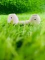 G-Tide L1 True Wireless Earphone with Gift Case | ENC HD Voice. 