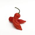Dried Cayenne Peppers - Certified Organic, Cayenne Pepper 50 NON GMO Count. 