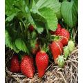 Strawberry seeds f1 (100% gurrented result). 
