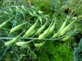 Mongrey (Mongray/ Mongri Radish Pod) Seeds- Vegetables Seeds Excellent Germination. 