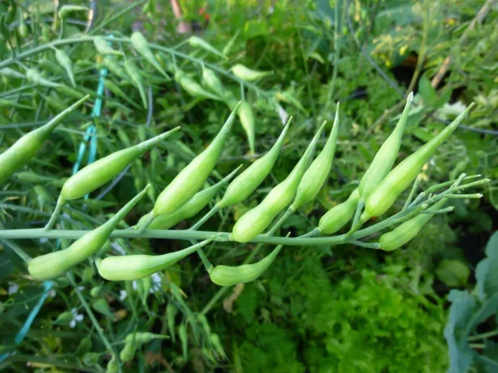 Mongrey%20(Mongray/%20Mongri%20Radish%20Pod)%20Seeds-%20Vegetables%20Seeds%20Excellent%20Germination%20-%20Image%205