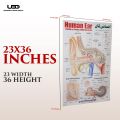 Human Ear Wall chart for Class rooms Decoration | HD Picture Presentation on 200 gram Laminated card 23*36 inches. 