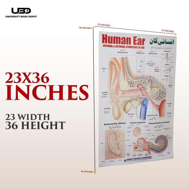 Human%20Ear%20Wall%20chart%20for%20Class%20rooms%20Decoration%20%7C%20HD%20Picture%20Presentation%20on%20200%20gram%20Laminated%20card%2023*36%20inches%20-%20Image%202