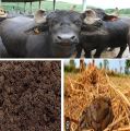 Fertilizer Buffalo || Bison Dung Manure Powder for Plants & Home Gardening || Compost for Gardening || 100% Dried Pure and Organic & Natural (3 KG). 