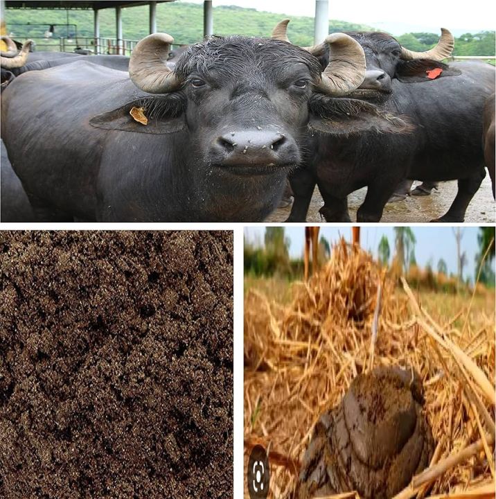 Fertilizer Buffalo || Bison Dung Manure Powder for Plants & Home Gardening || Compost for Gardening || 100% Dried Pure and Organic & Natural (3 KG)