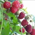 Juicy 50 Pcs Pure Organic Red Raspberries Antioxidant Idaeus Berry Seeds Garden Plant Fruit For Jam. 