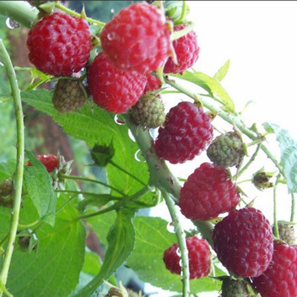 Juicy 50 Pcs Pure Organic Red Raspberries Antioxidant Idaeus Berry Seeds Garden Plant Fruit For Jam