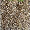 Cheena - Broomcorn Millet 1-KG / چینا. 