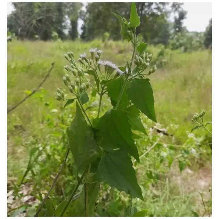 Calea%20Zacatechichi%20Mexican%20Dream%20Herb%20Hieba%20de%20Los%20suenos%20Leaf%20of%20God%20Herbal%20Tea%20114g%20-%20Image%202