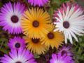 Mesembryanthemum / Mesembry – Mixed Color Flower Seeds. 