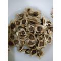 25 Moringa Seeds / Sohanjana Tree Plant Flower Seeds. 
