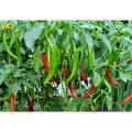 F1 Hybrid Green Chilli Chili Seeds (Sabaz Mirch) Kitchen Gardening Vegetable Premium Quality. 