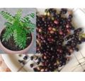 Curry Patta Plant Seeds IMPORTED BY HAMZA EXPRESS. 