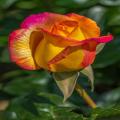 American Red Yellow Rose Flower Seeds. 