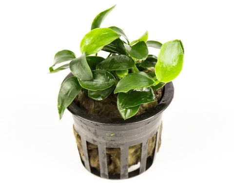 Anubias Barteri  Aquarium Plant