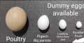 Dummy Eggs For Finch/Java Pack Of 2 By KS Pets Care. 