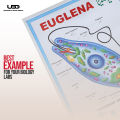Euglena Wall Poster | Wall Chart For Science Labs Decoration | Unicellular Euglena Structure Presentation on 200 grams Card 20*30 inches. 