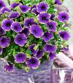 Rare Petunia Seeds  Purple. 
