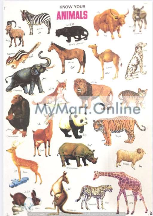 Sticker%20for%20Kids/%20Sticker%20sheet%208%20Pcs/%20Urdu%20Sticker%20Pack%20/%20Animals,%20Birds,%20Fruits,%20Vegetables%20Stickers%20/%20Stickers%20for%20DIY%20Flashcards%20-%20Image%203