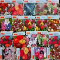 Pack of 10 summer seasonal random flower seeds for colourful roses plants for garden making. 