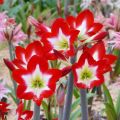 Imported Red Amaryllis Tres Chic Bulb. 