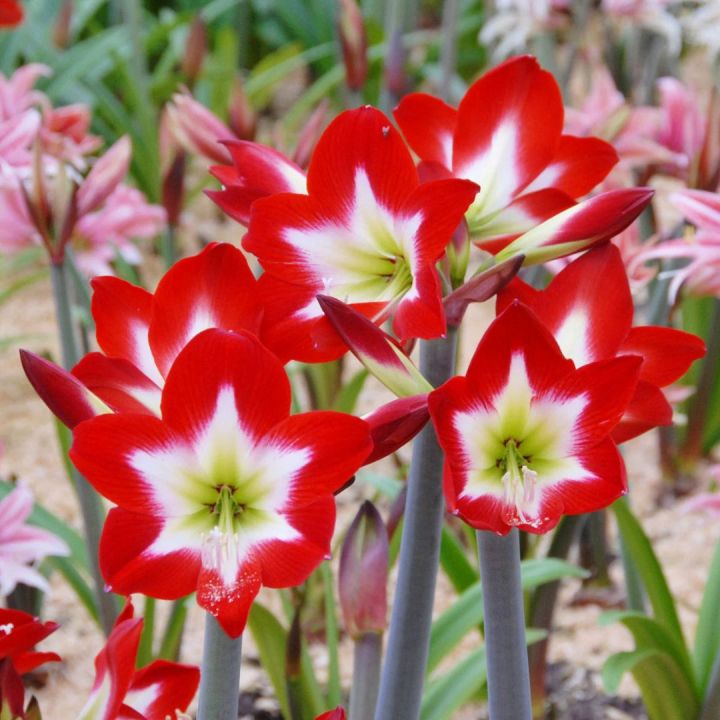 Imported Red Amaryllis Tres Chic Bulb