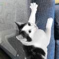 Anti Cat Scratch Tape Clear Sofa Door Corner Cats Scratch Furniture Protector 44cmx30cm. 