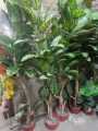 Artificial Flowers & leafs Plant big size 7 foot. 